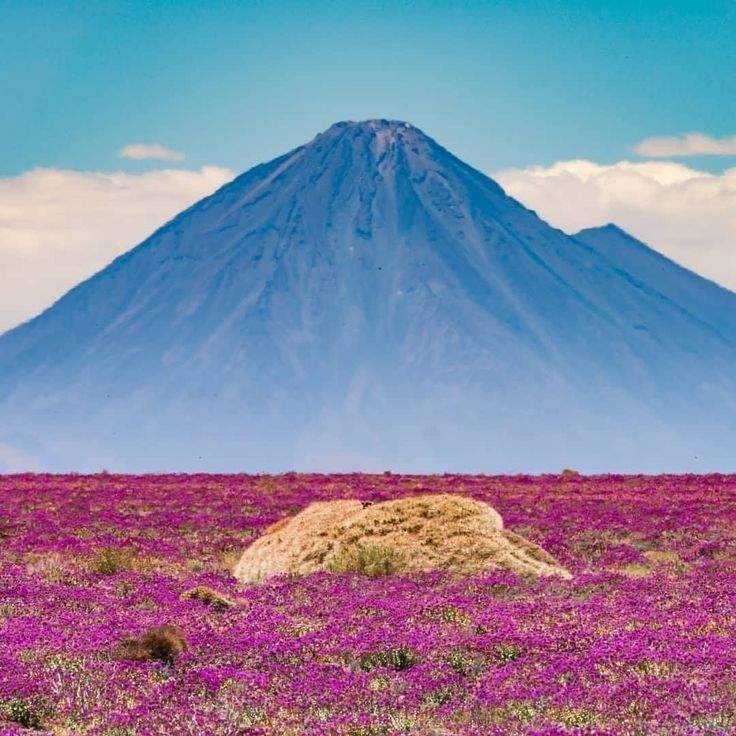 a large rock in the middle of a field with purple flowers on it and a mountain in the background