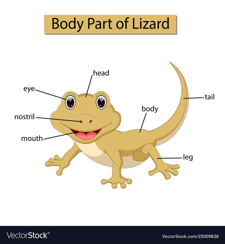 the body part of a lizard on a white background with an inscription in english and spanish