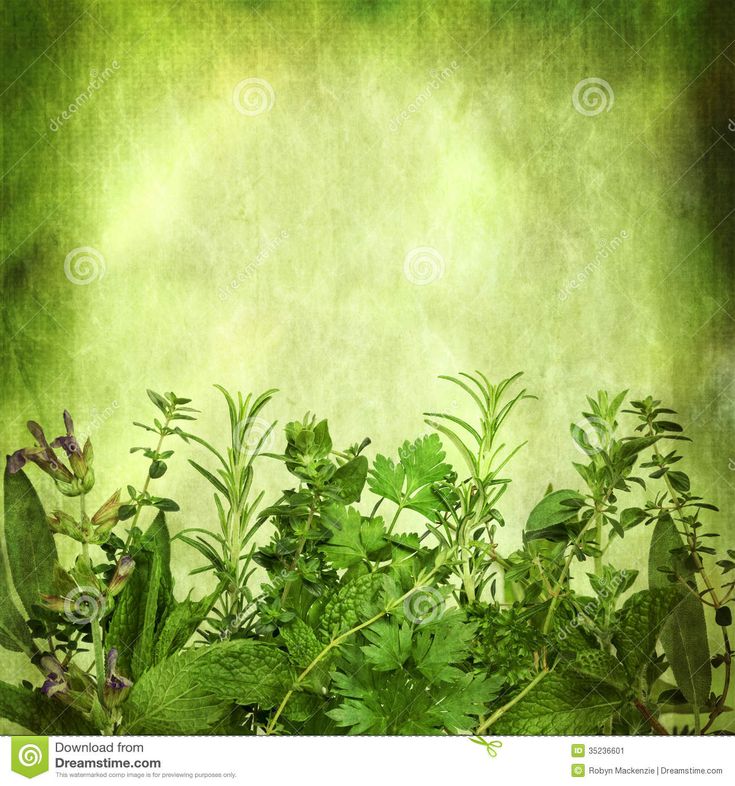 an abstract green background with plants and leaves in the foreground, as well as space for text or image