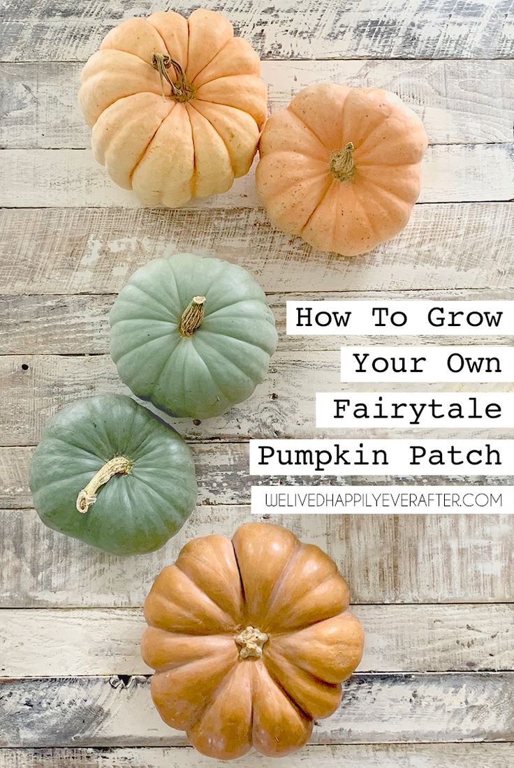 four pumpkins with the words how to grow your own fairytale pumpkin patch on them