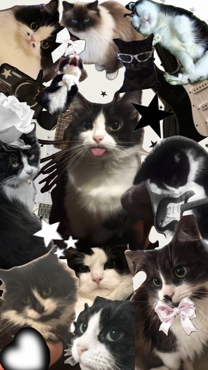 a collage of cats and kittens with stars on the background, including one cat wearing a bow tie