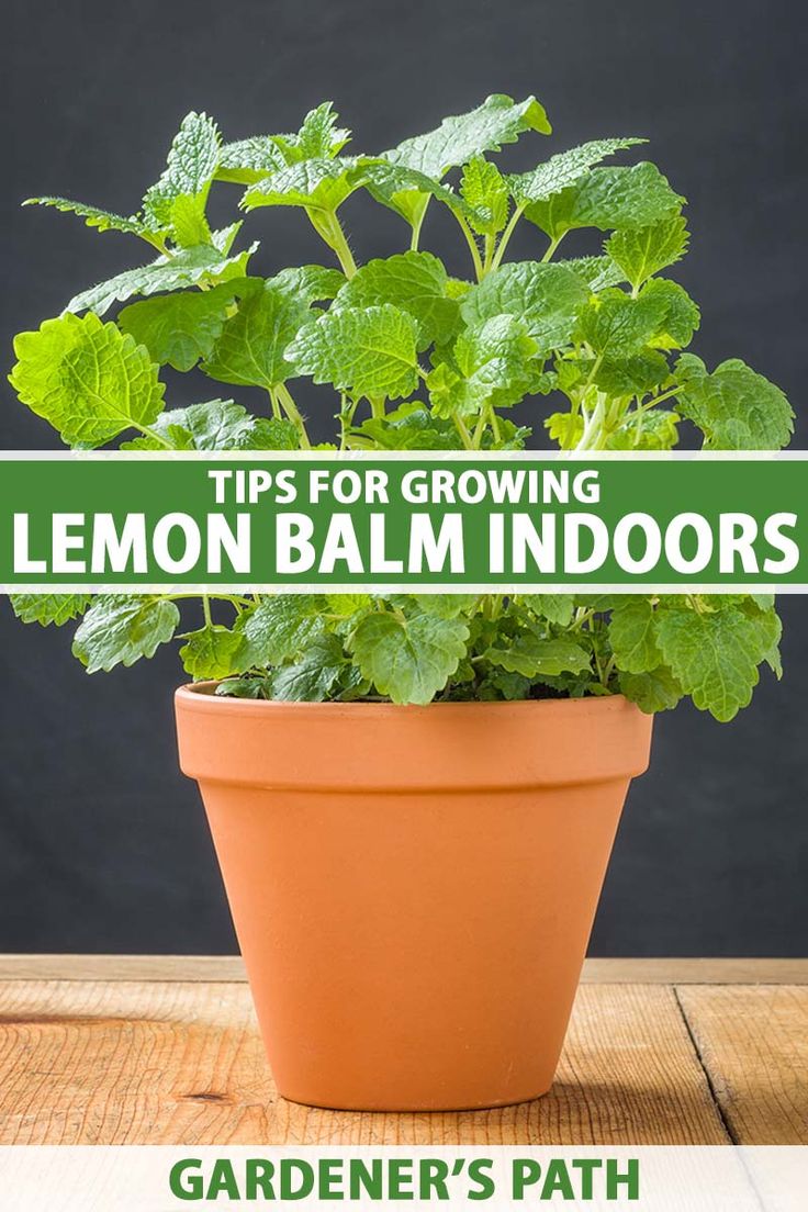 a potted plant with the title tips for growing lemon balm indoors gardener's path