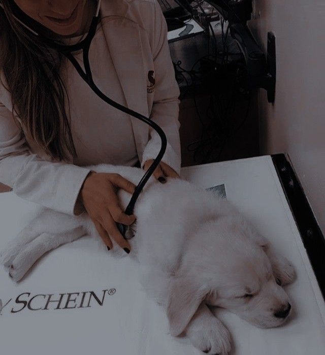 a woman with a stethoscope examines a dog's ear as it lays down