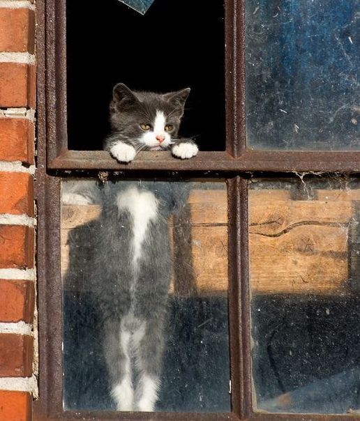 a gray and white cat is looking out the window