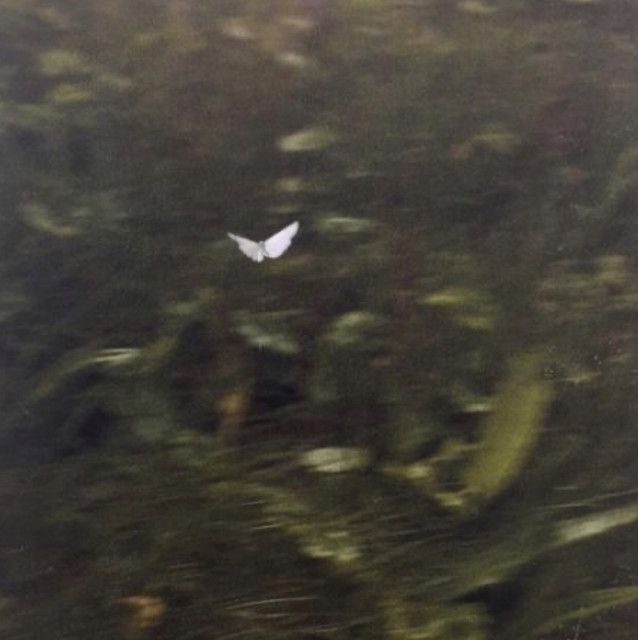 a blurry image of a white bird flying in the air