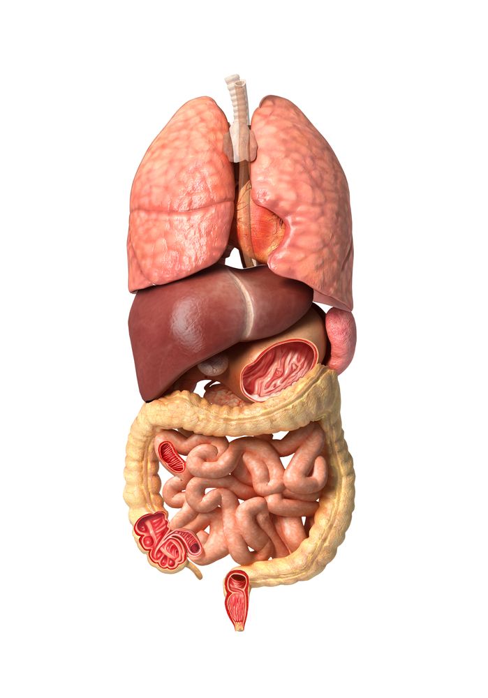 the anatomy of the human body showing the liver, stomach, and large intestories