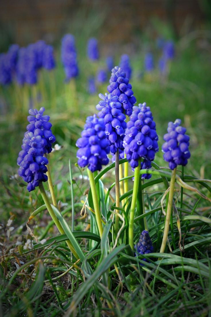 some blue flowers are growing in the grass