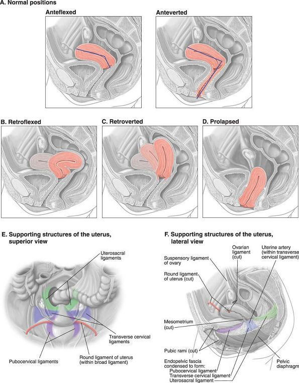 the diagram shows different parts of an animal's stomach