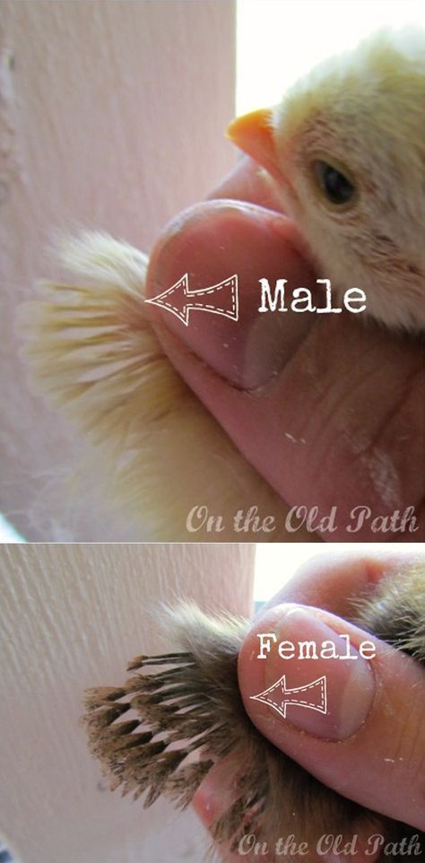 two pictures of a small bird being held by someone's hand with the words male and female on it