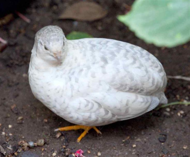 a small white bird sitting on the ground next to some dirt and plants with green leaves in the background