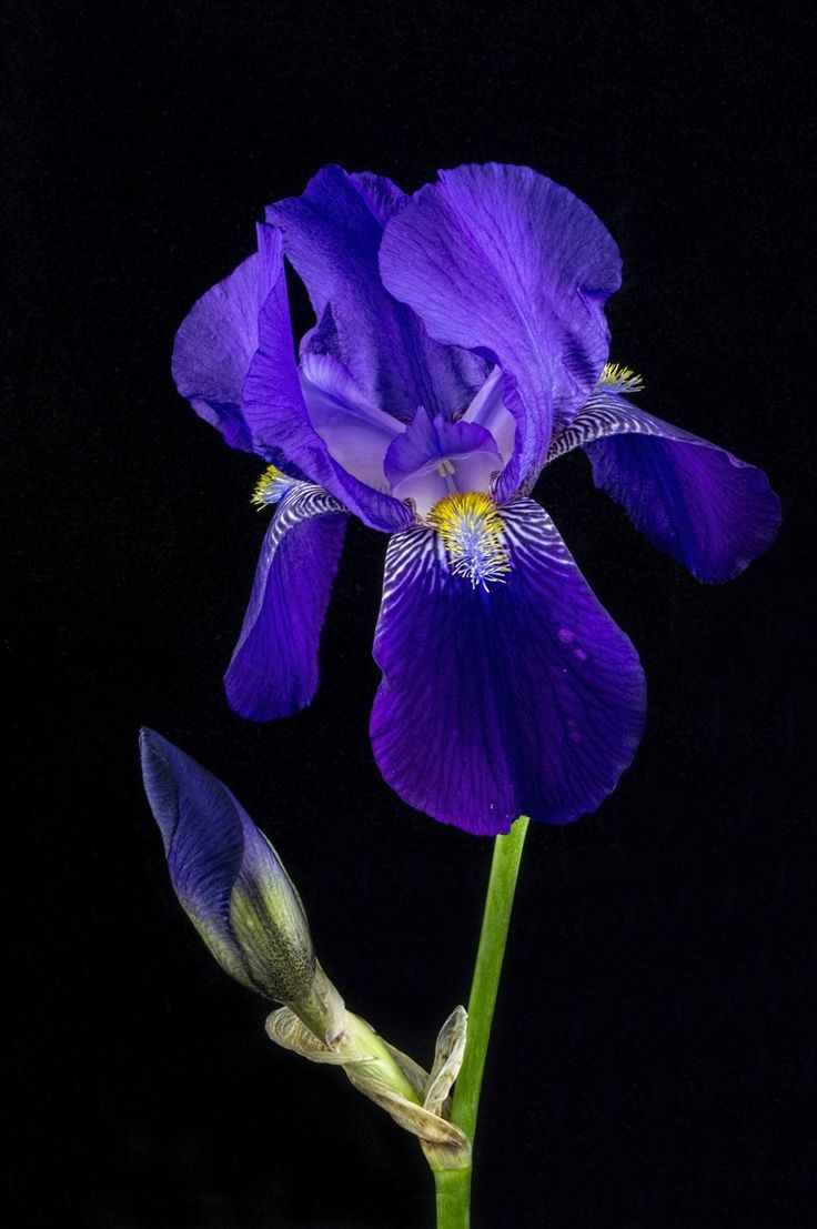 a purple flower that is growing out of the ground