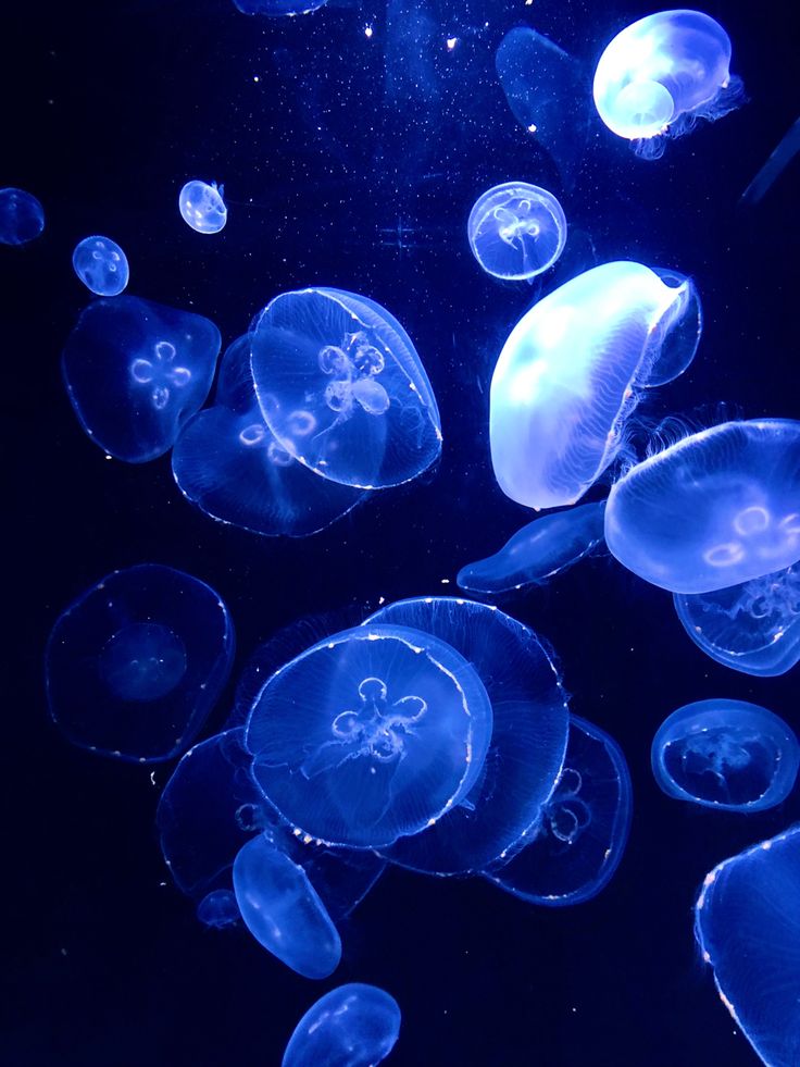 blue jellyfish swimming in the water at night