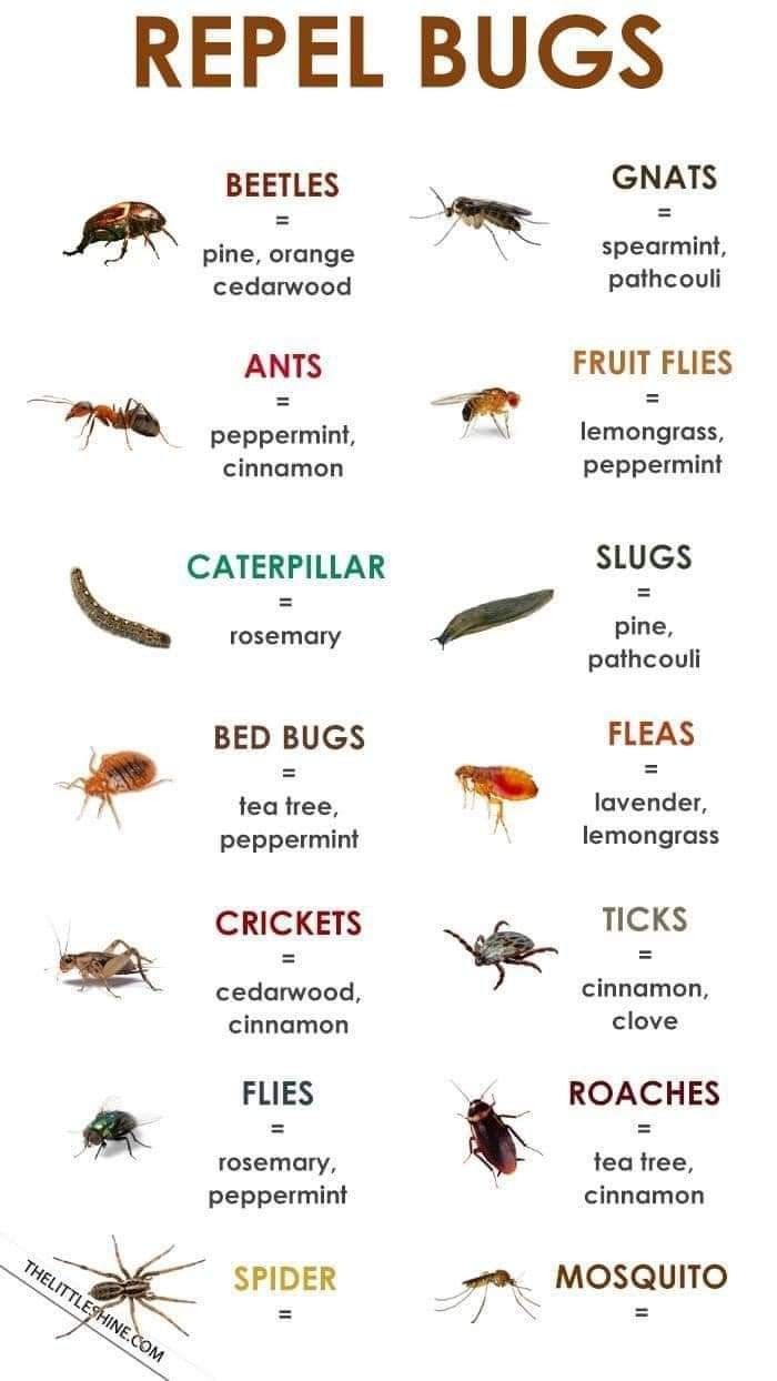 the different types of mosquitoes that are on display in this poster, which includes names and