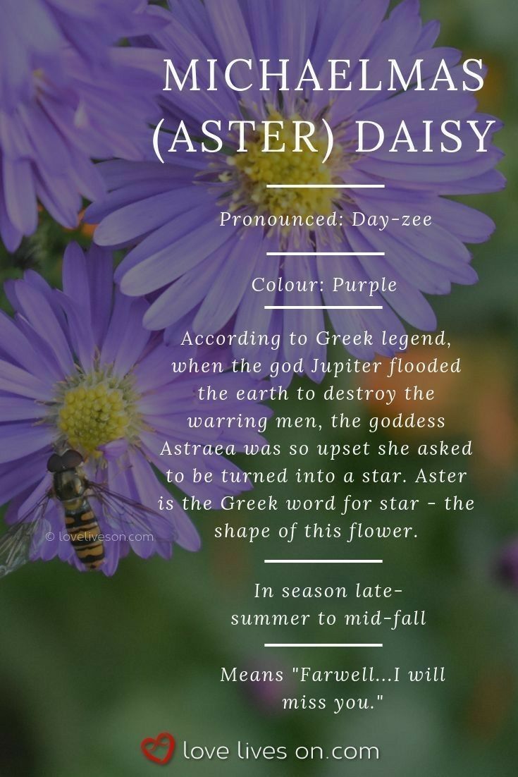 purple flowers with the words, michael aster daisy on it and an image of a bee