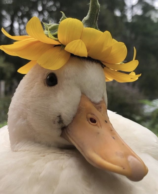 a white duck with yellow flowers on its head