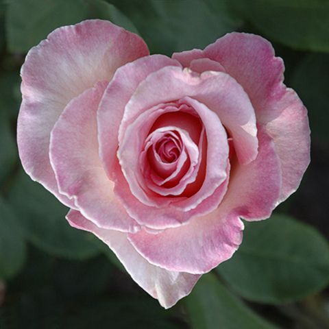 a pink rose with green leaves in the background