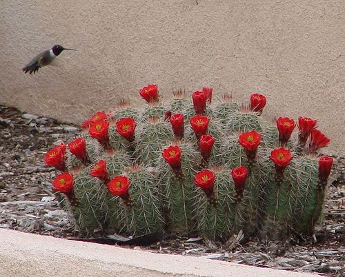 a bird flying over a cactus with red flowers