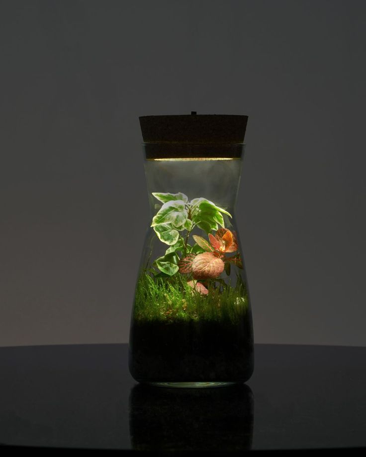 an aquarium filled with plants and animals on top of a black table in front of a gray wall