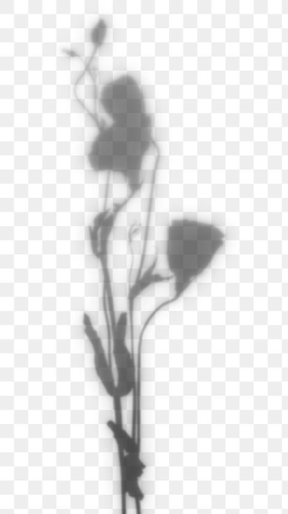 the shadow of three flowers on a white background, with only one flower in the foreground