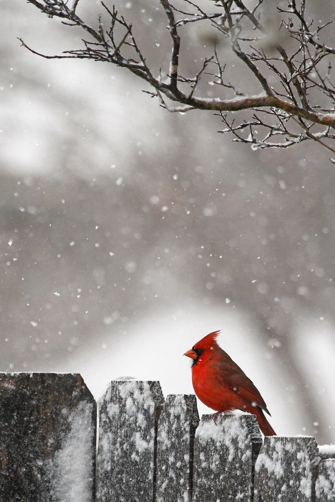 a red bird sitting on top of a wooden fence in the snow with a tree behind it