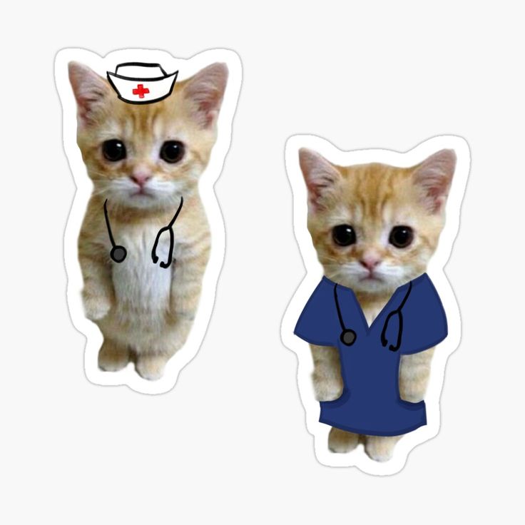 an orange cat with a stethoscope on it's head and another cat wearing a blue scrub suit