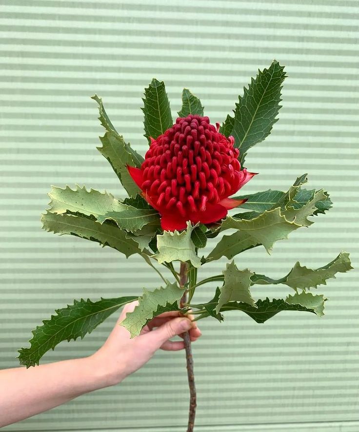 a person holding a red flower with green leaves