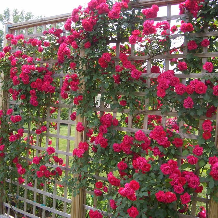 a bush with red flowers in front of a house