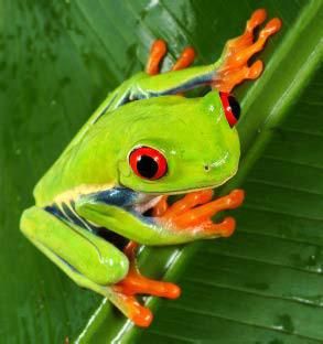 a green frog with red eyes sitting on a leaf