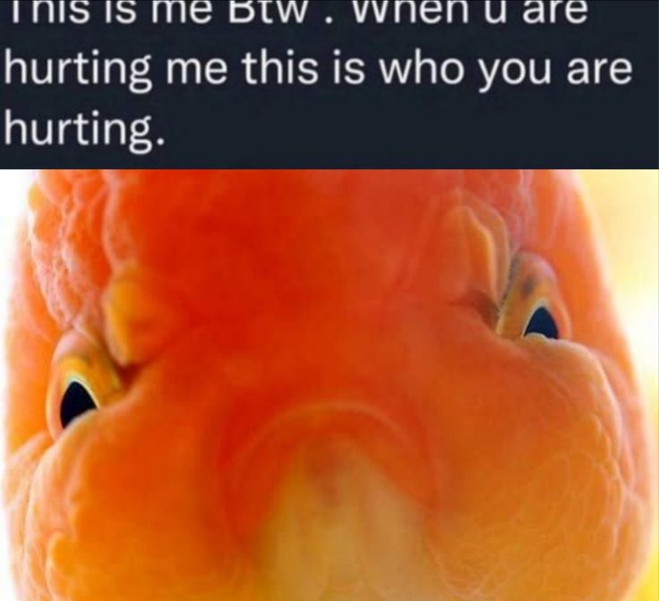 Lionhead goldfish Goldfish Gif, Goldfish Aesthetic, Lionhead Goldfish, Goldfish Kiss, Cool Fish, Goofy Ahh, Cute Fish, Goldfish, Reaction Pictures