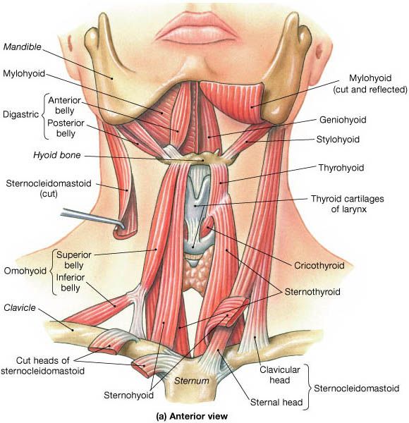 the muscles and their major structures are labeled in this diagram, which shows the location of the