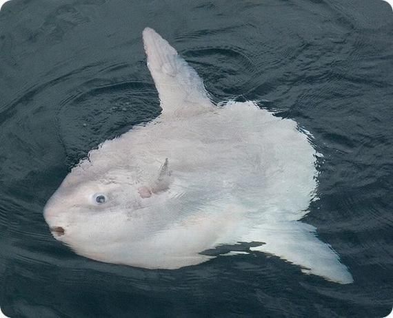 a large white fish floating on top of a body of water