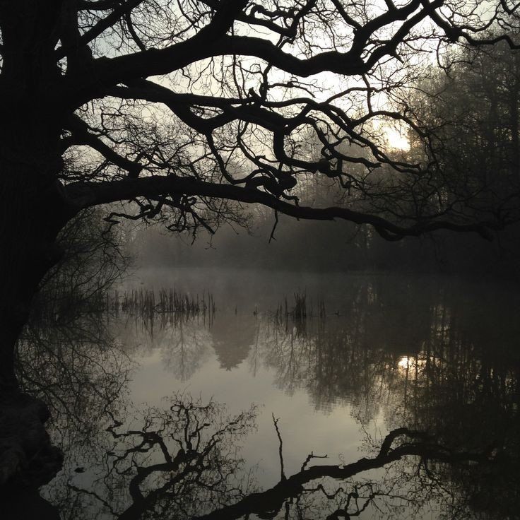 the sun shines through the branches of some trees near a body of water with no leaves on it