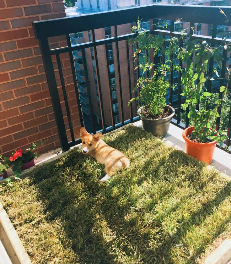 a dog laying in the grass on top of a balcony