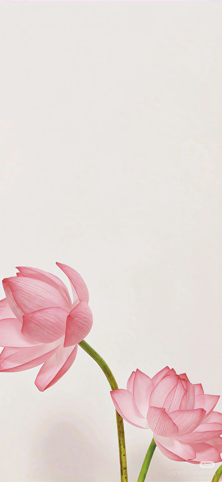 two pink flowers in a vase on a white background with space for text or image