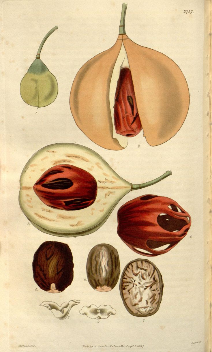 an illustration of different fruits and vegetables