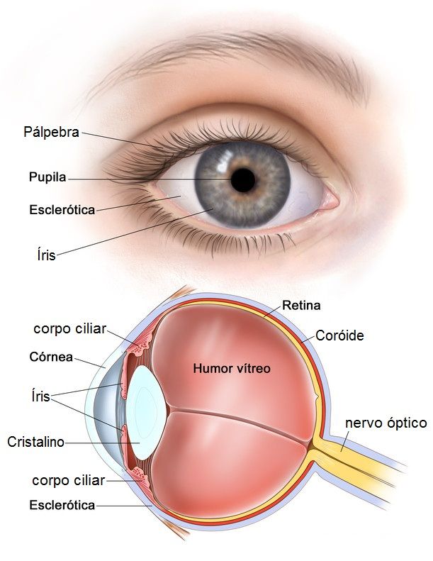 an image of the anatomy of the eye and its surrounding parts, including the iris