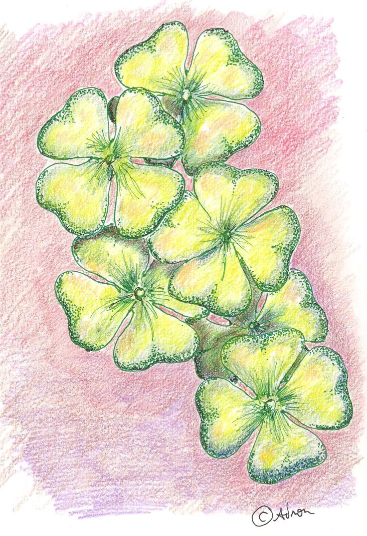 a drawing of four leaf clovers