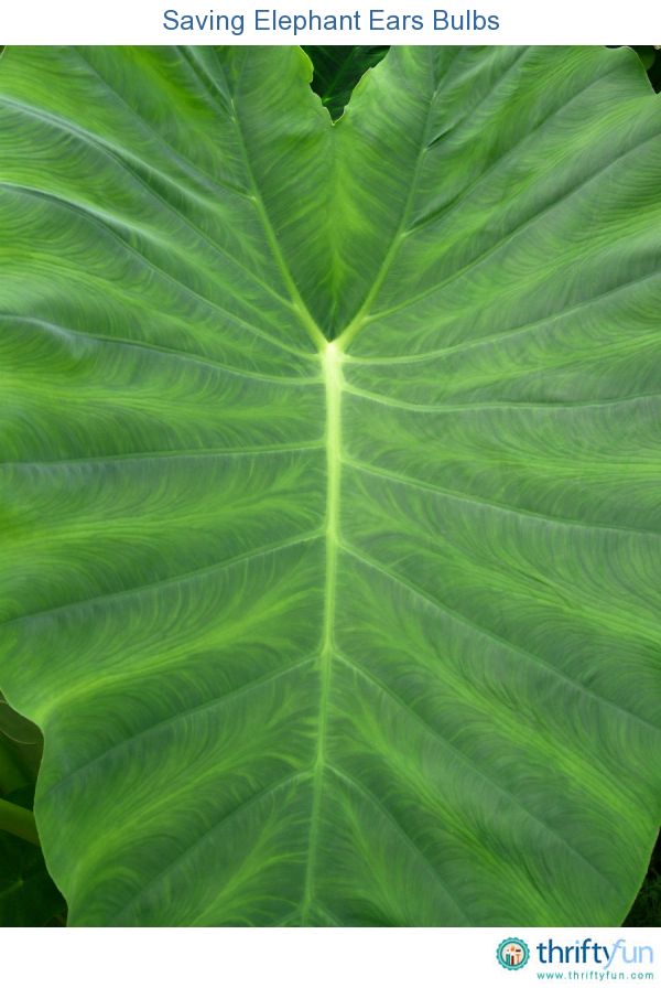 a large green leaf with the words saving elephant ears bulbs