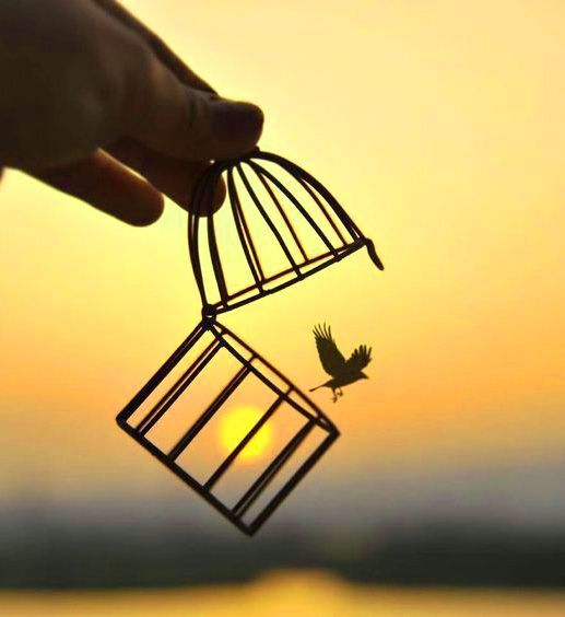 a hand holding a bird in a cage with the sun setting behind it and an orange sky