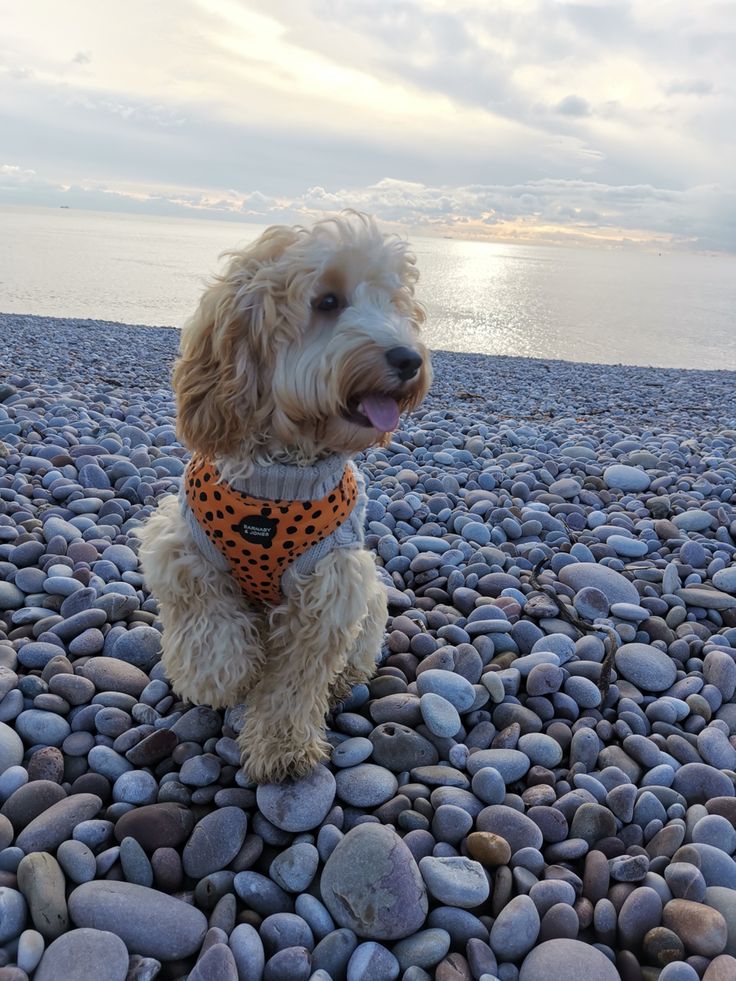 a dog sitting on top of a rocky beach