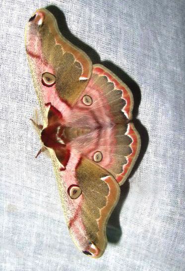 a large moth sitting on top of a white cloth