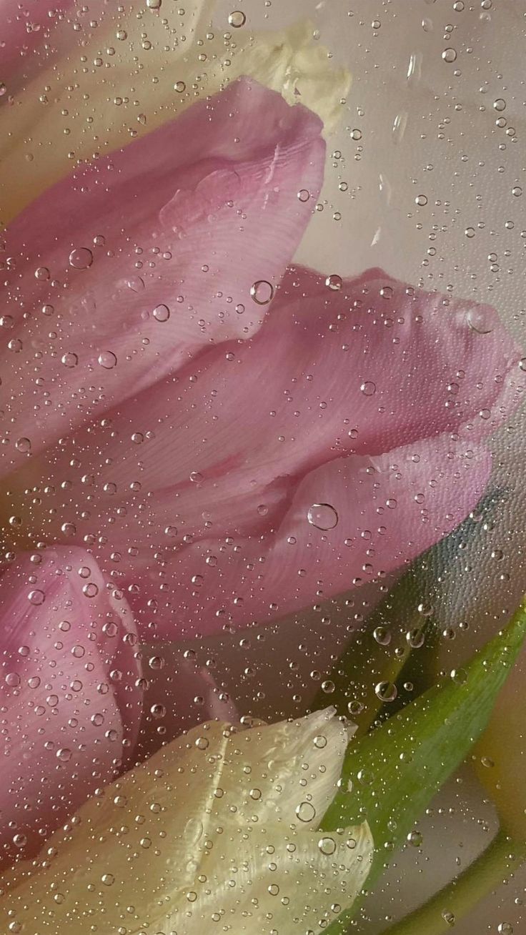 pink and white flowers with water droplets on them