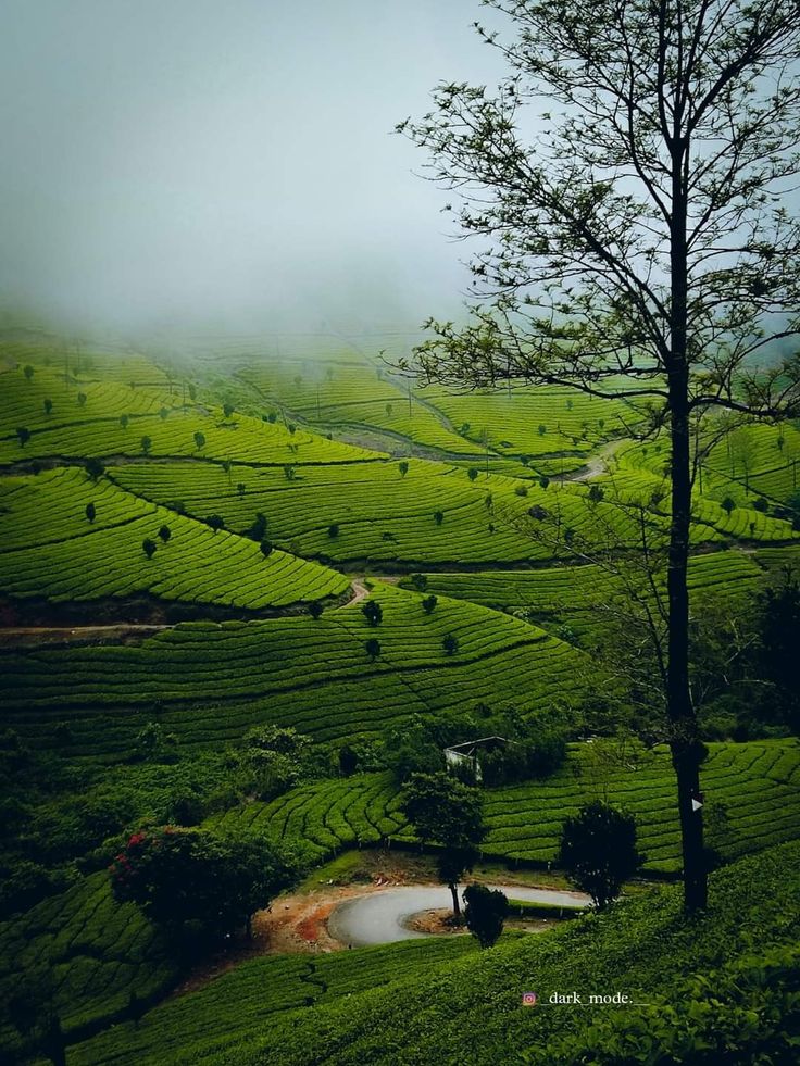 a lone tree stands in the middle of a green tea plantation area on a foggy day