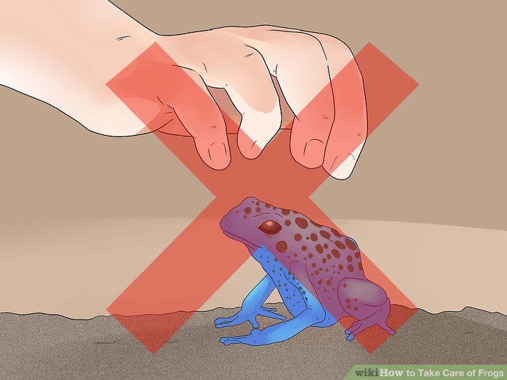 a blue and red frog sitting on the ground next to a person's hand