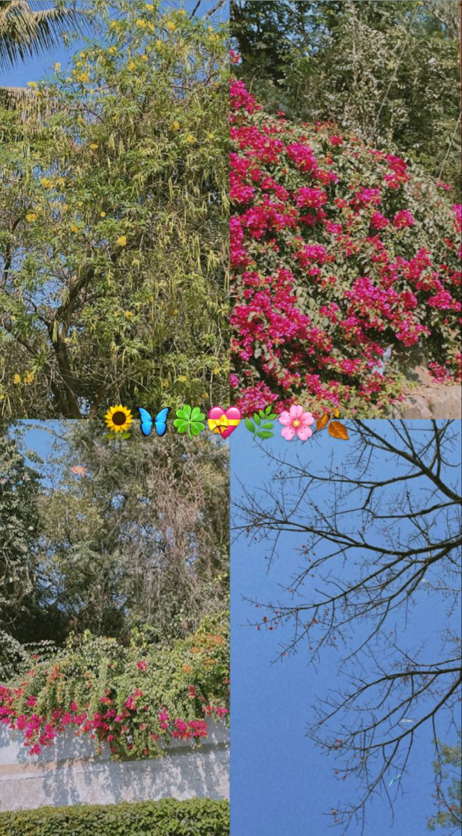 four different pictures with flowers and trees in the background