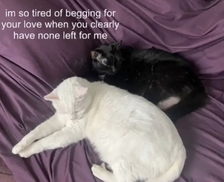 two black and white cats laying next to each other on a purple sheeted bed