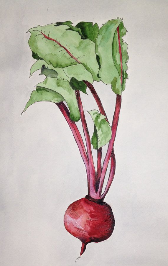 a painting of a radishes with green leaves