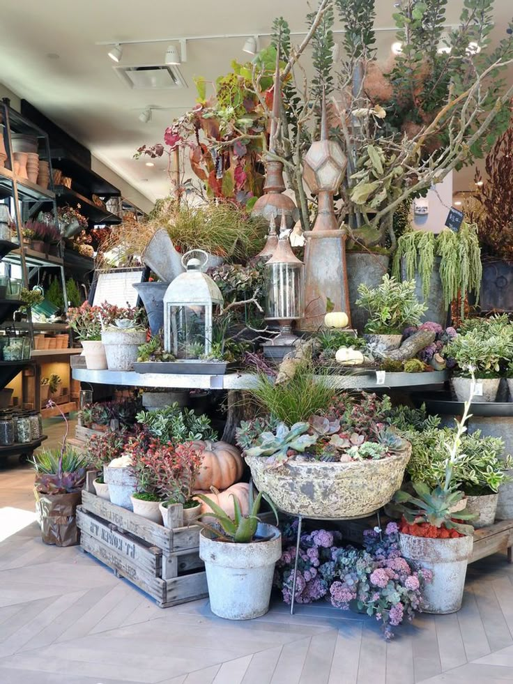 a room filled with lots of potted plants and other things on shelves next to each other