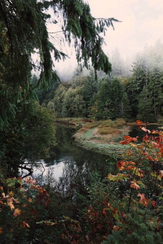 a river surrounded by trees in the middle of a forest with foggy skies above