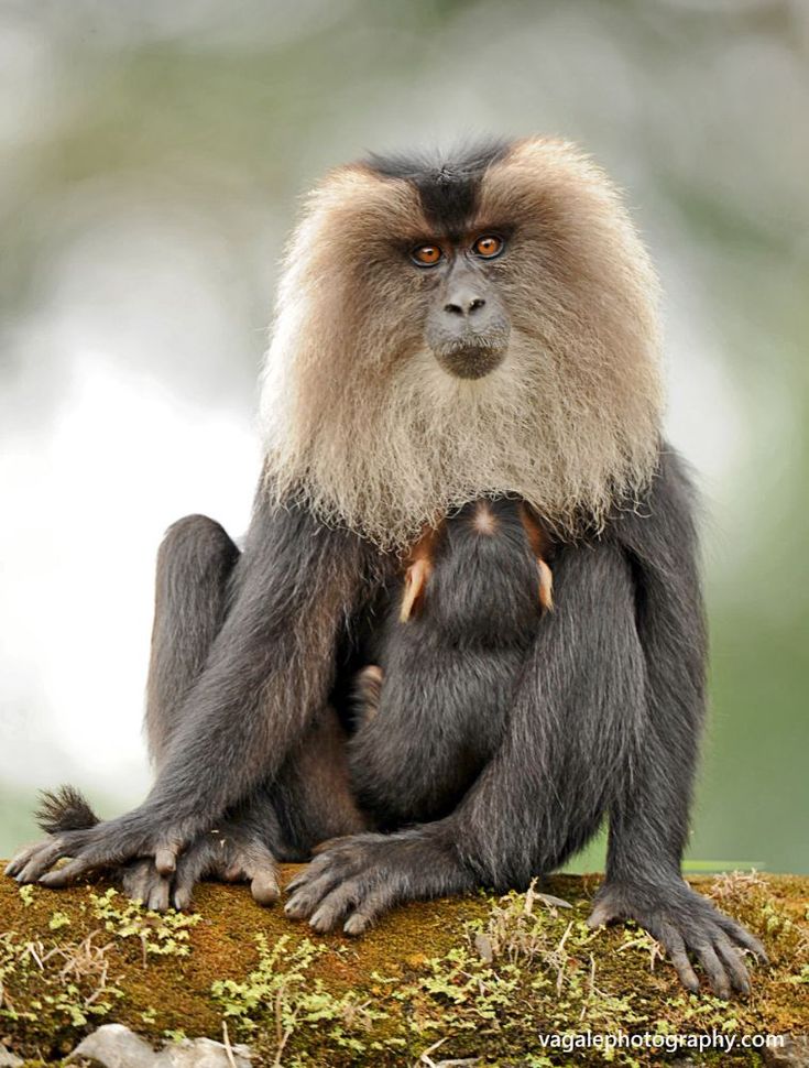 an adult and baby monkey sitting on top of a moss covered tree branch with trees in the background